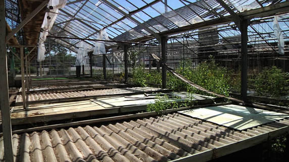 Greenhousepic1