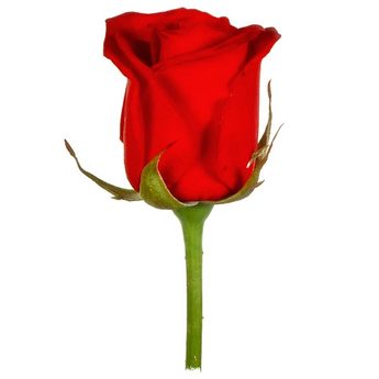 Rose-red