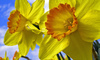 Image_data20120423-6103-10hcanx