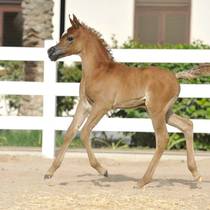 SAADA AL RASHEDIAH