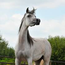 SALMA AL RASHEDIAH