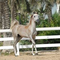 JAMAAL AL RASHEDIAH