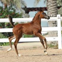 ATHBAH AL RASHEDIAH