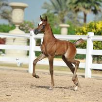 BASHMA AL RASHEDIAH
