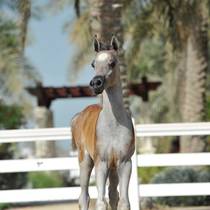 SALMAN AL RASHEDIAH