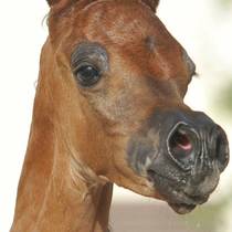 NASHMI AL RASHEDIAH