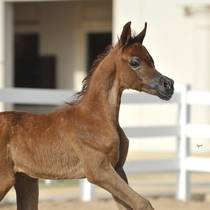 ALANOUD AL RASHEDIAH