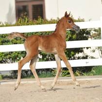 JOURY AL RASHEDIAH