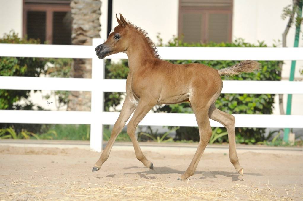 SAADA AL RASHEDIAH
