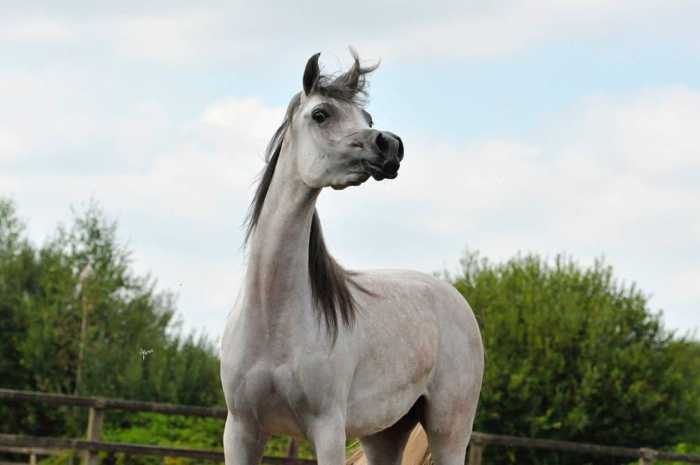 SALMA AL RASHEDIAH