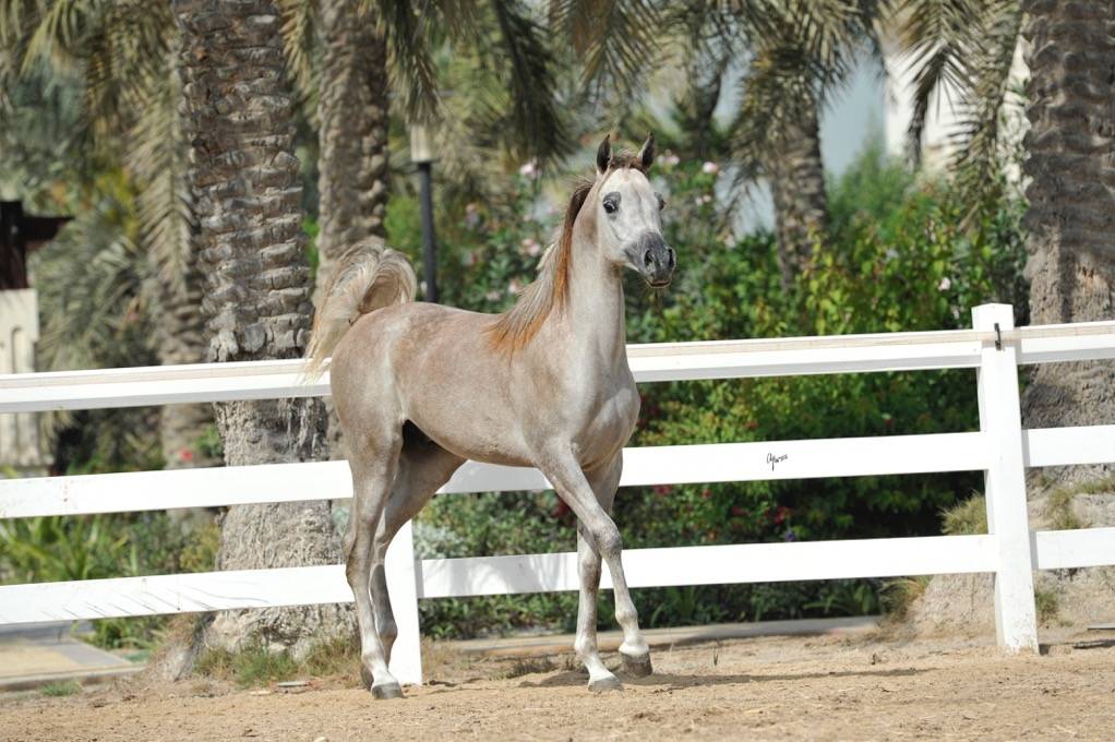 JAMAAL AL RASHEDIAH