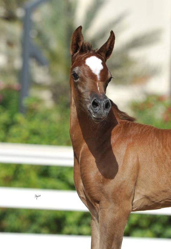 BASHER AL RASHEDIAH