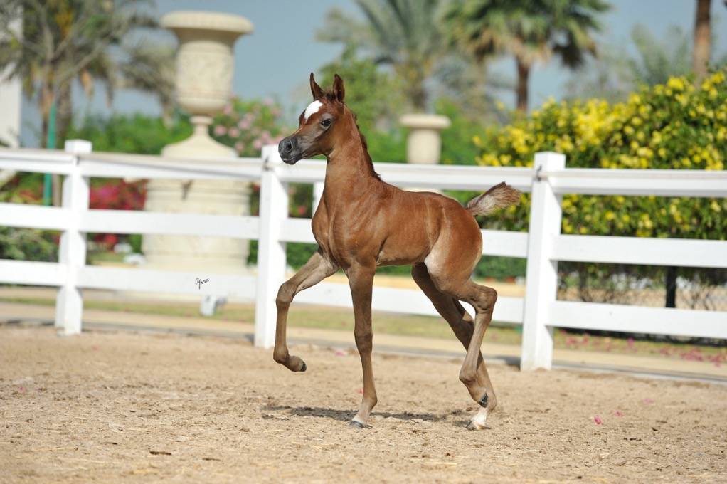 BASHMA AL RASHEDIAH