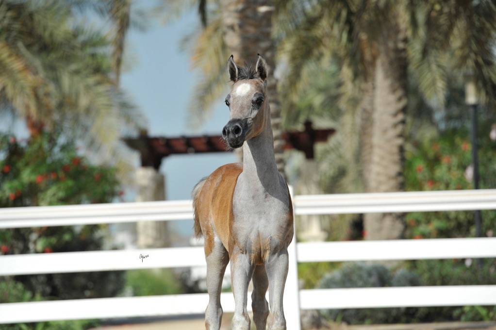 SALMAN AL RASHEDIAH