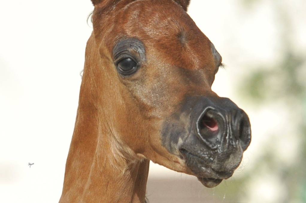 NASHMI AL RASHEDIAH
