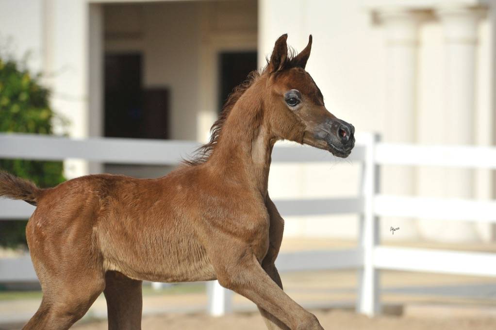 ALANOUD AL RASHEDIAH
