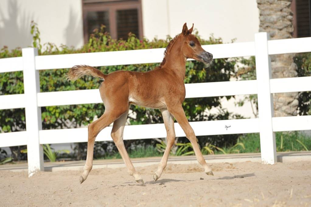 JOURY AL RASHEDIAH