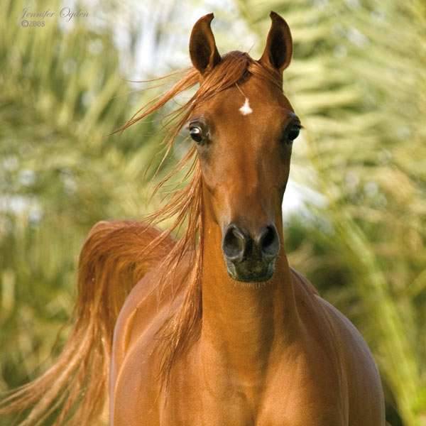 Nashwah Ezzain
