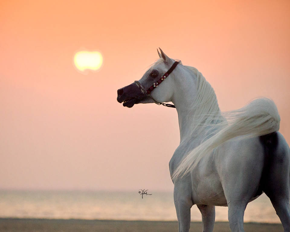 Jamil Al Rayyan