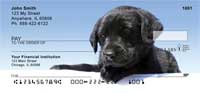 Black Lab Puppies