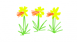 Daffodils