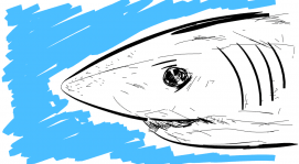 Shark