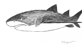Lemon Shark