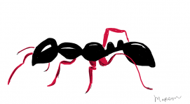Ant