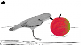Bird eating an apple🐤