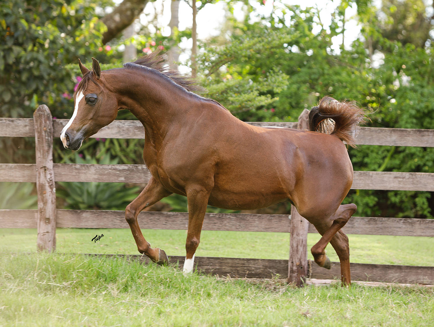 SHANELLE D'MISTER JM