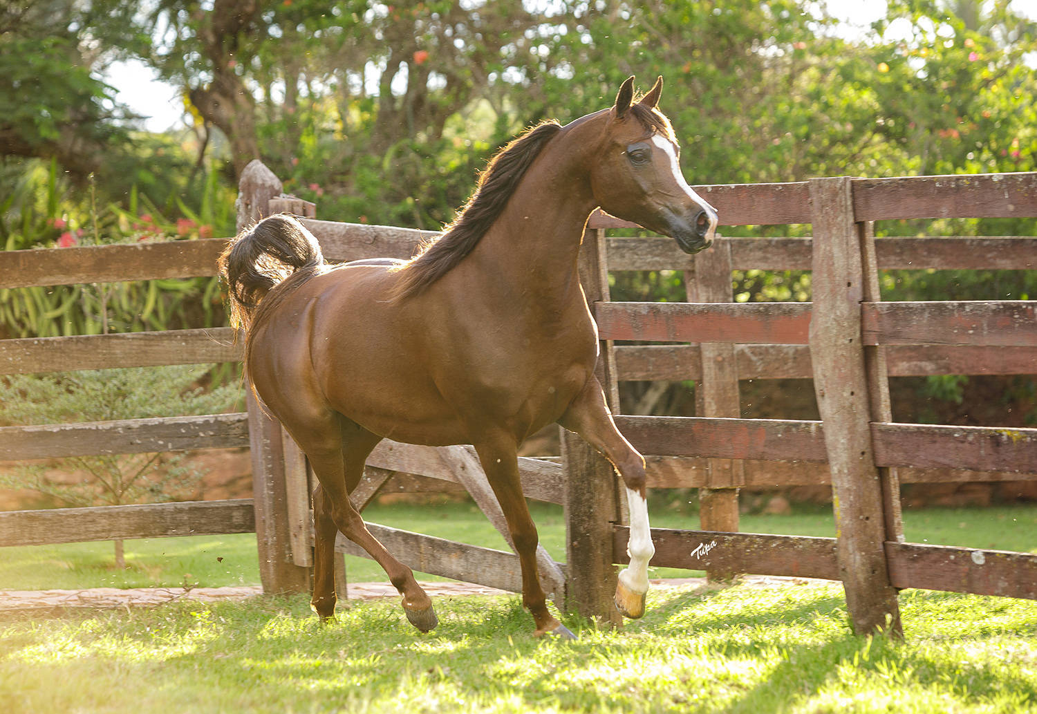 SHANELLE D'MISTER JM