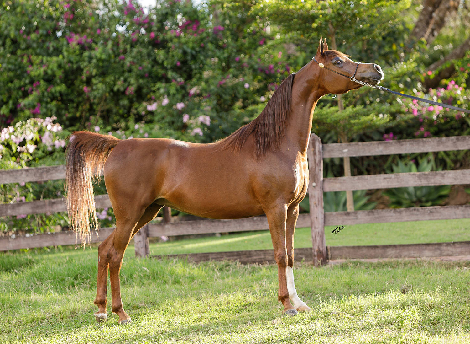 SHANELLE D'MISTER JM