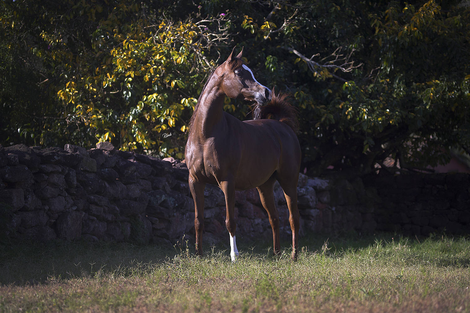 SHANELLE D'MISTER JM