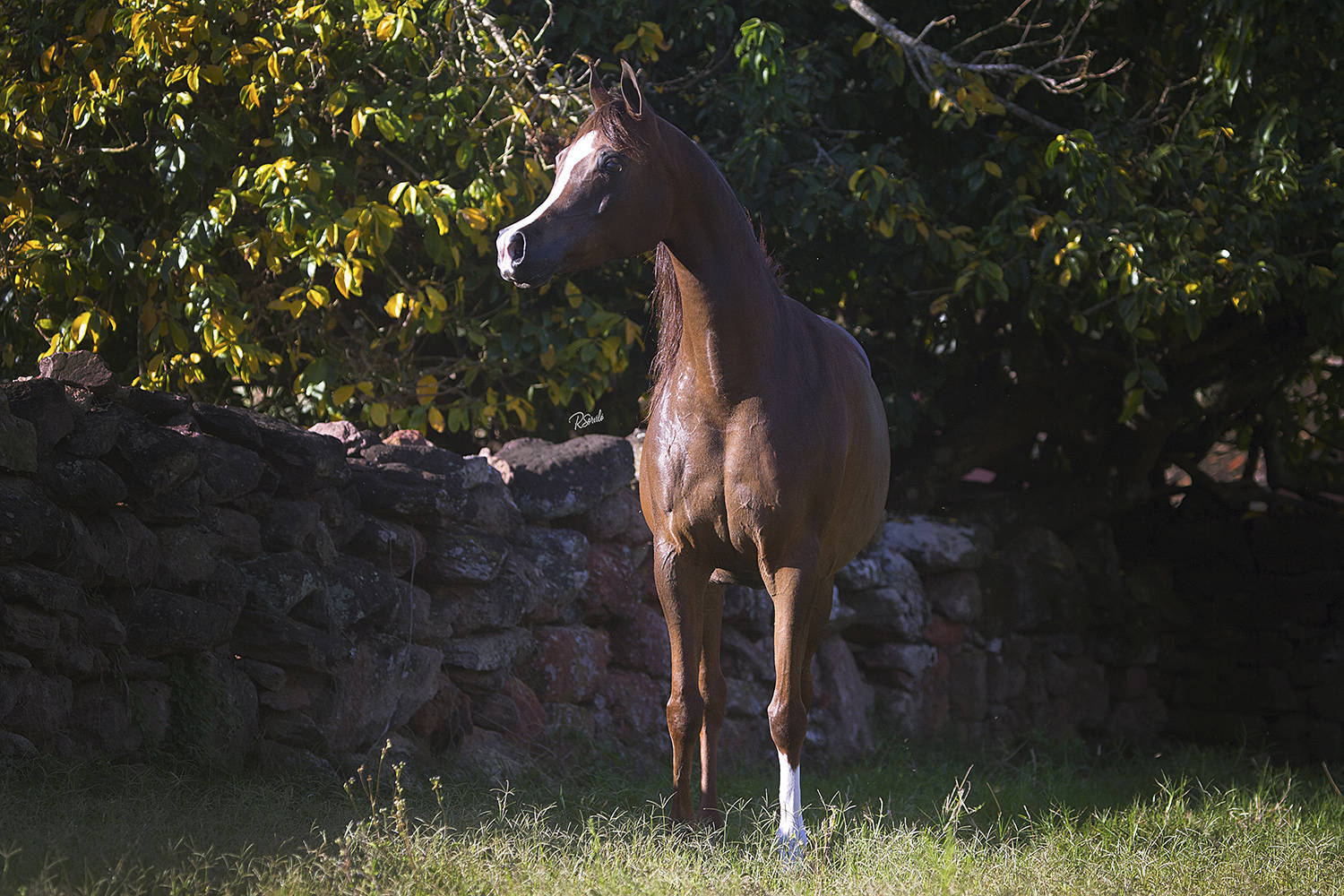 SHANELLE D'MISTER JM