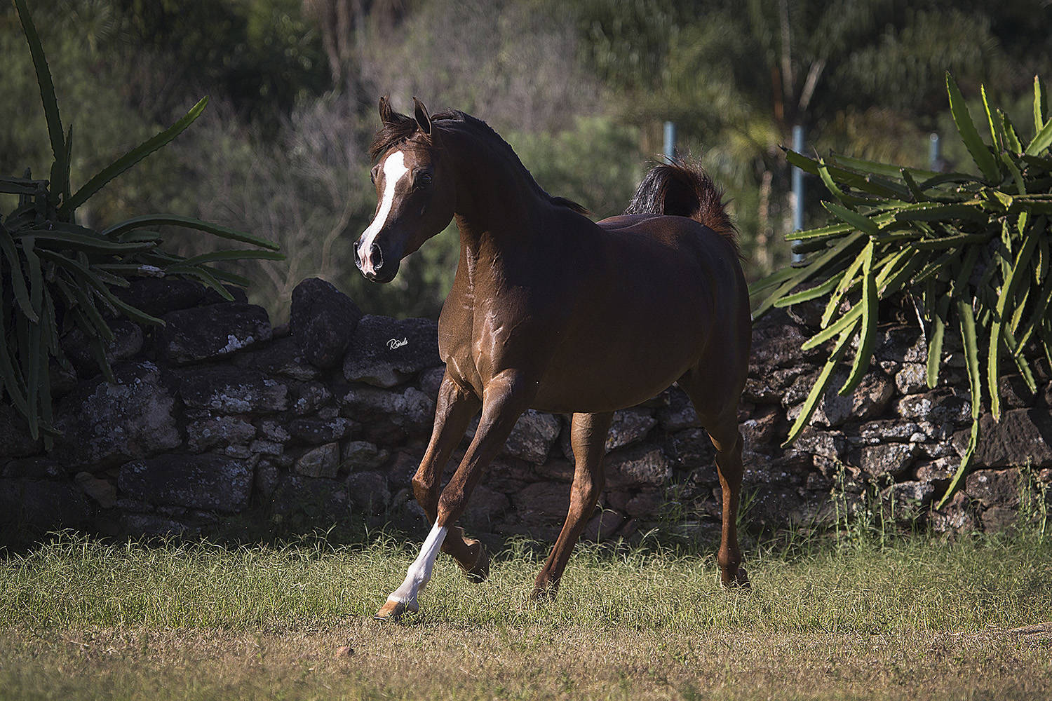 SHANELLE D'MISTER JM