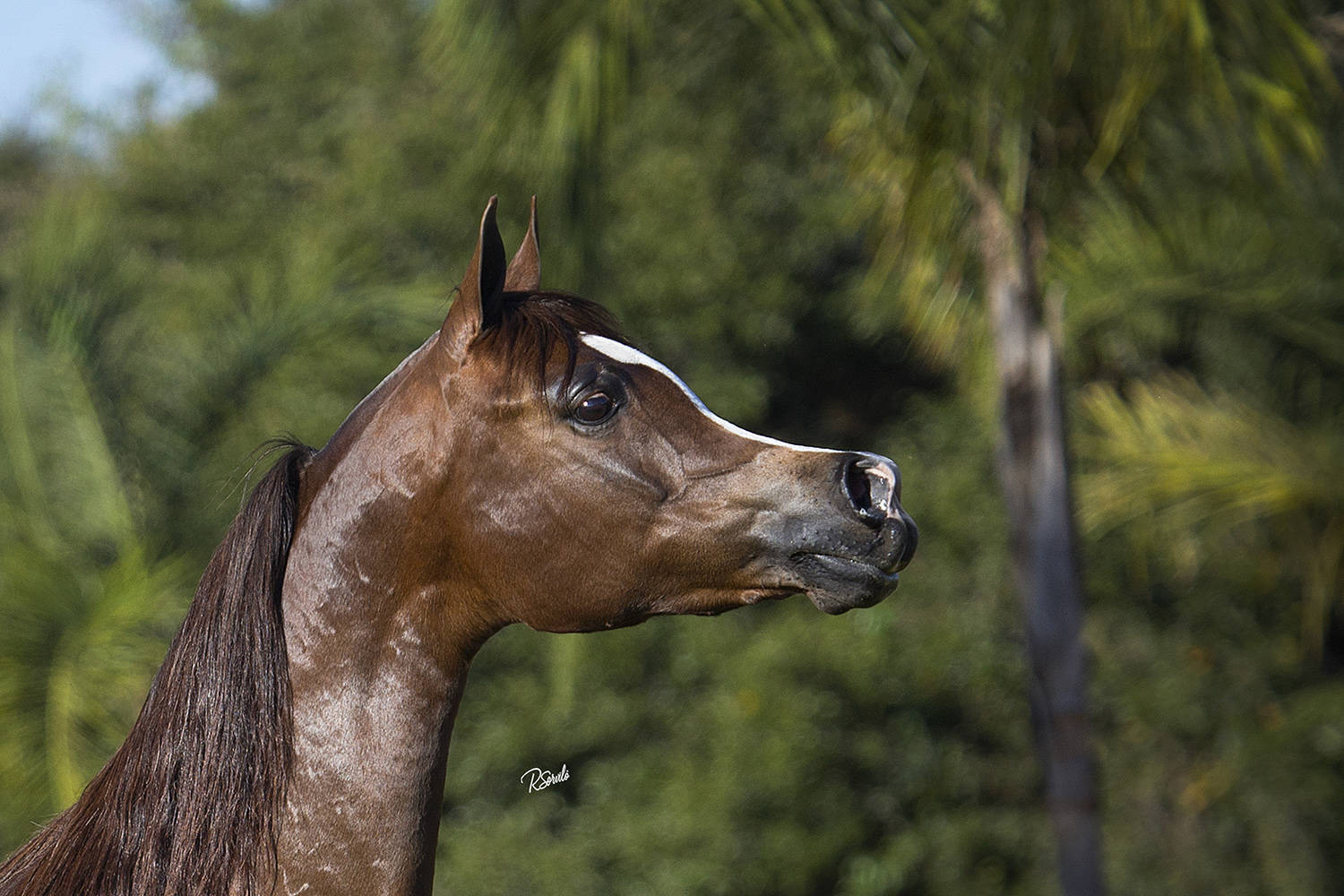 SHANELLE D'MISTER JM