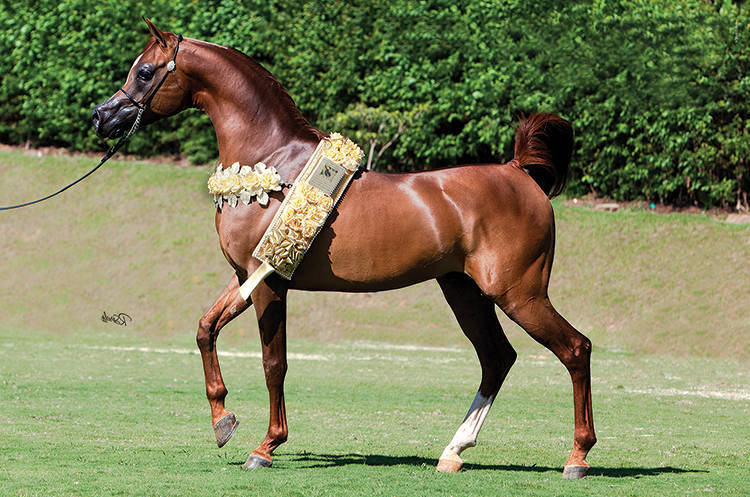 *HDB SIHR IBN MASSAI