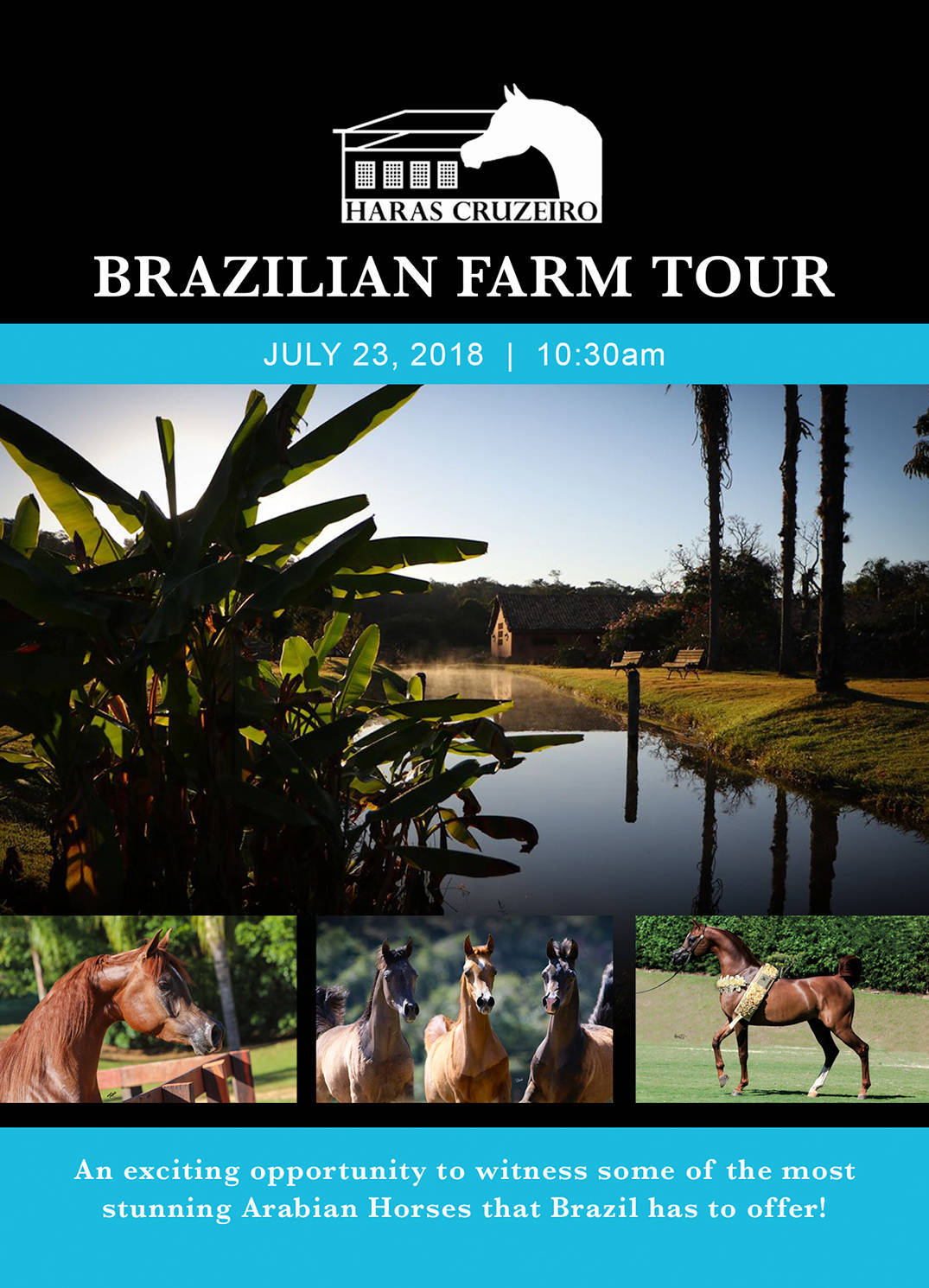 https://issuu.com/harascruzeiro/docs/haras-cruzeiro-catalogue-2018-print