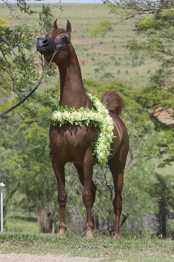 *HDB SIHR IBN MASSAI