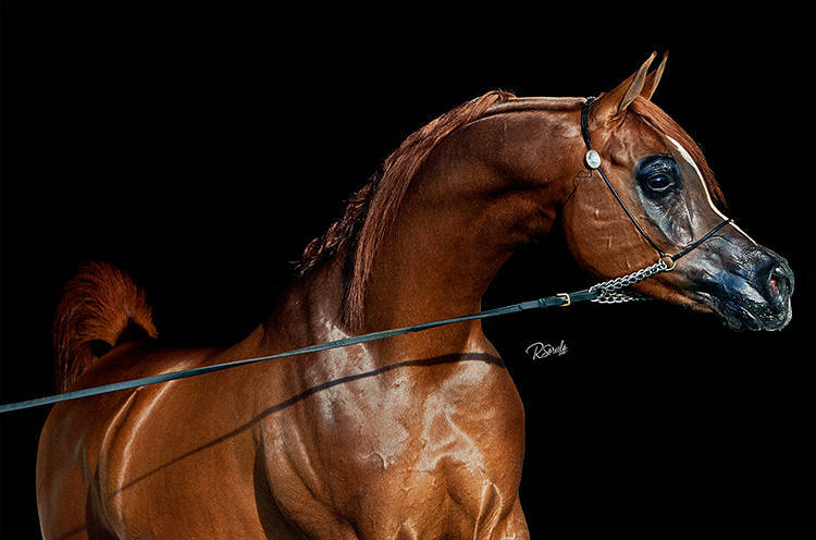 *HDB SIHR IBN MASSAI