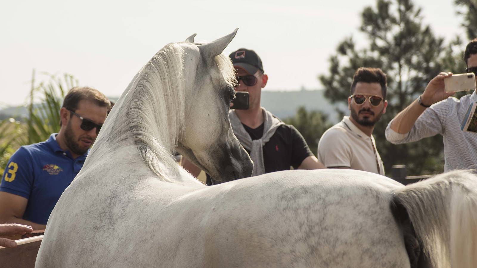 2018 Farm Tour - Horses