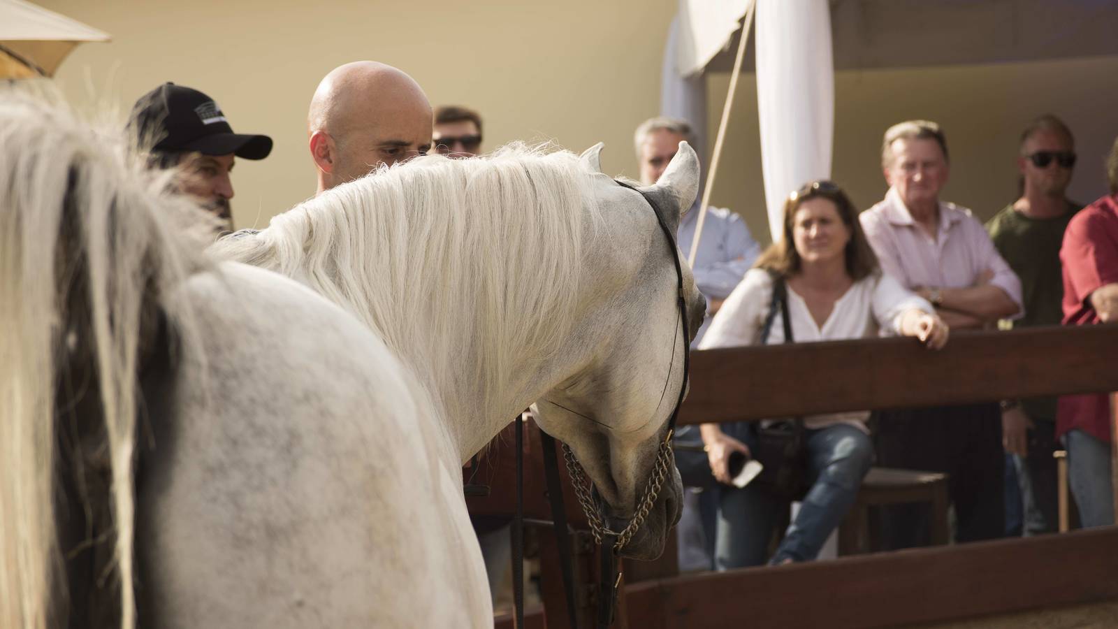 2018 Farm Tour - Horses