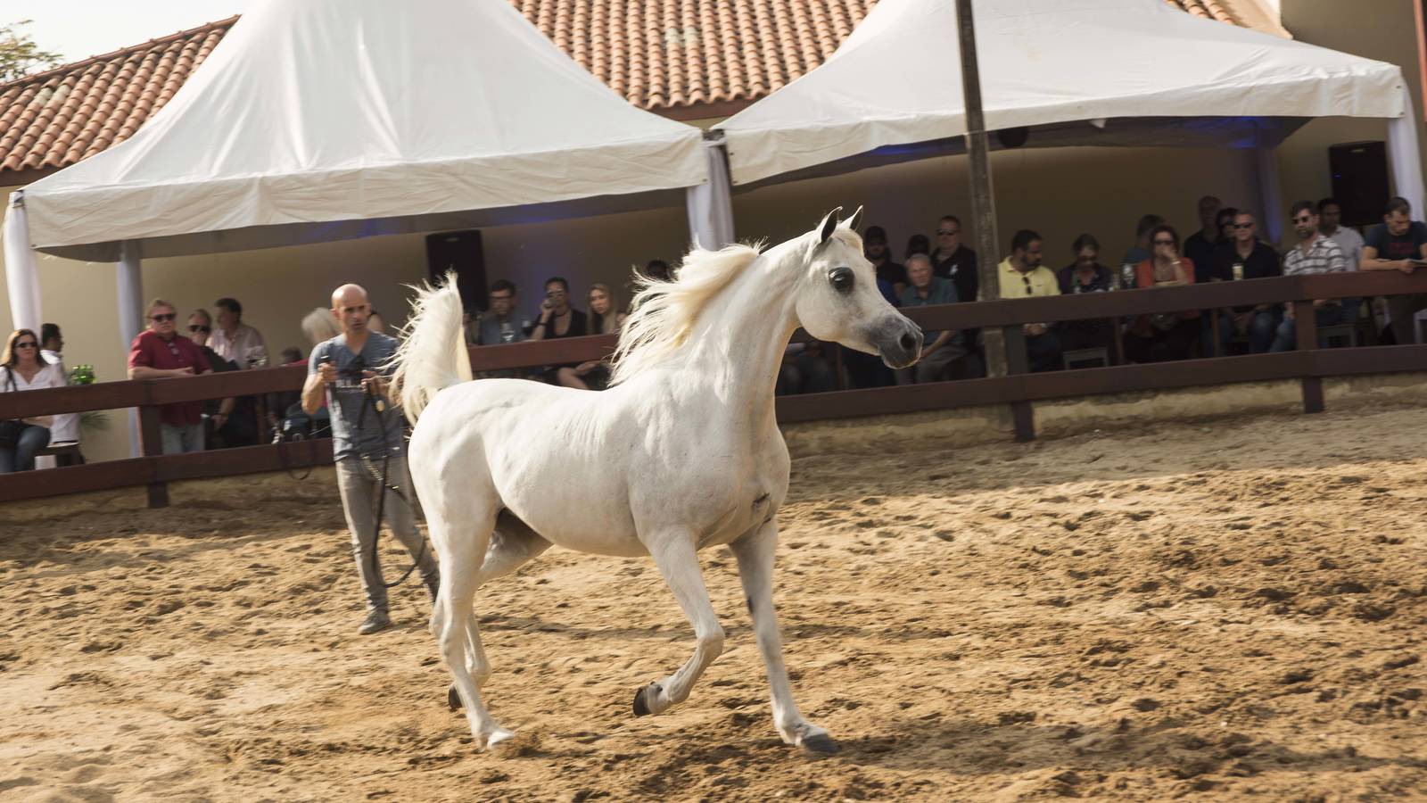 2018 Farm Tour - Horses