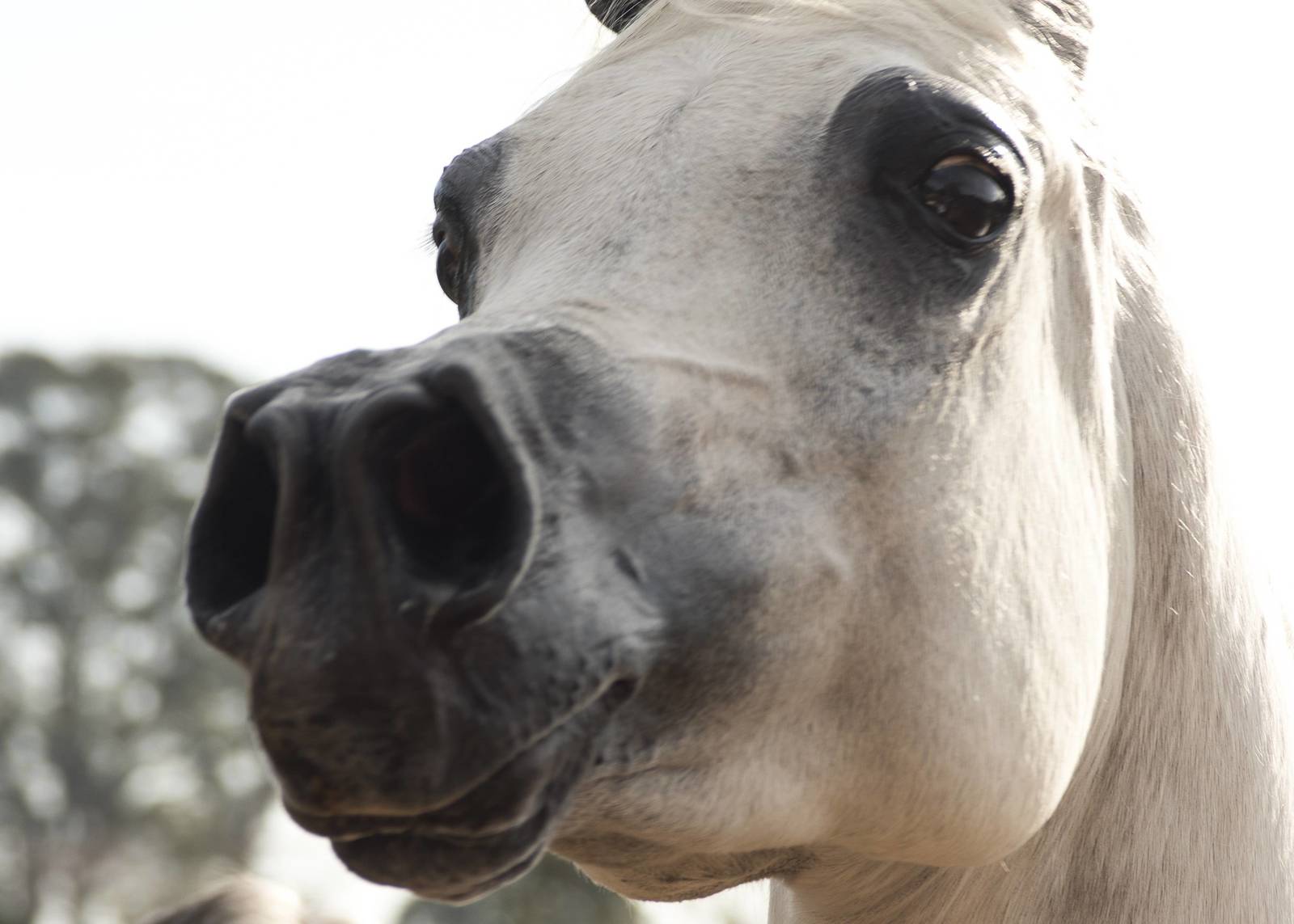 2018 Farm Tour - Horses