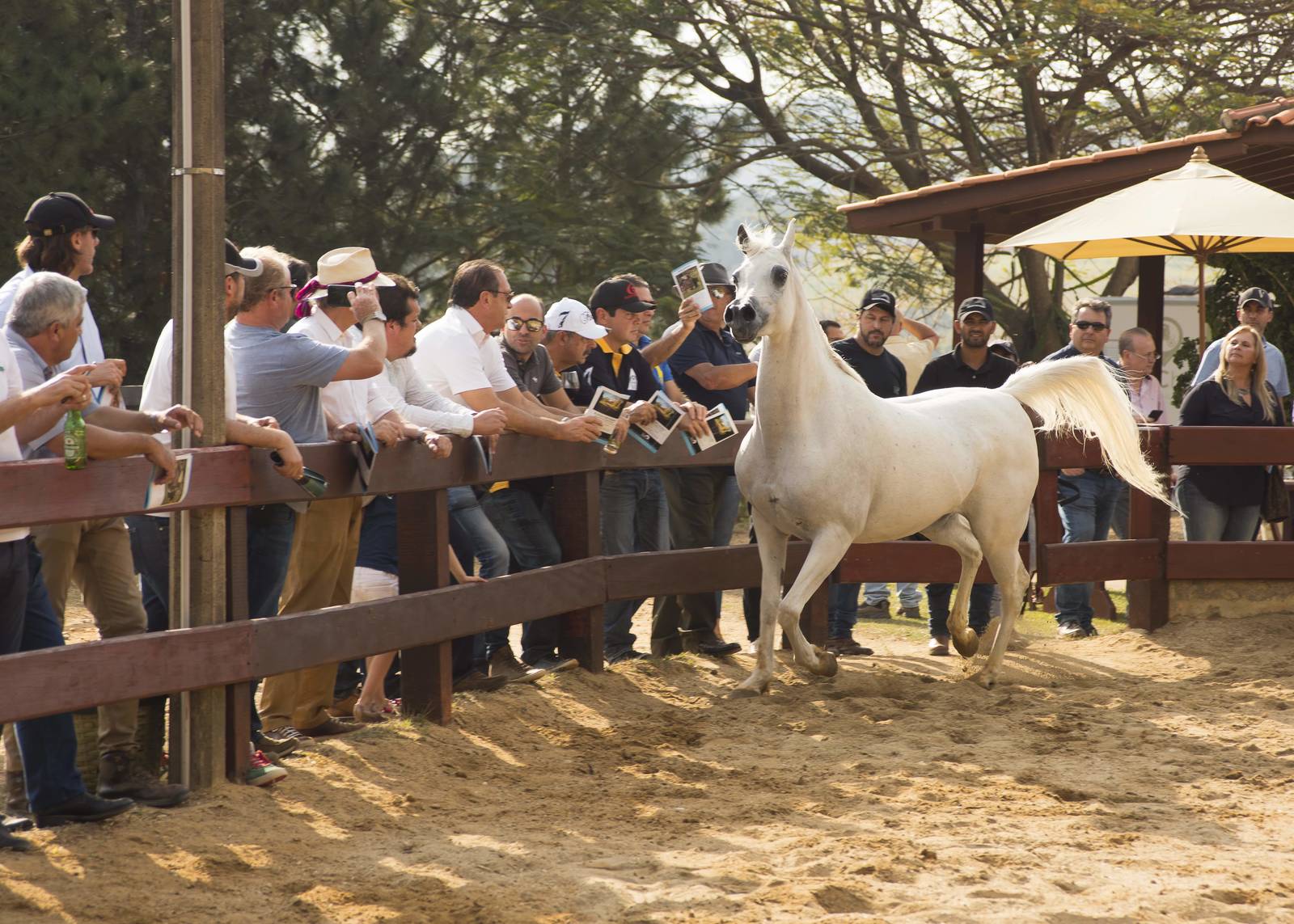 2018 Farm Tour - Horses