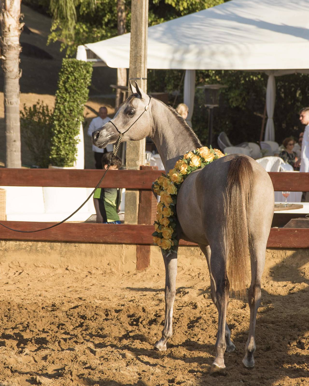 2018 Farm Tour - Horses