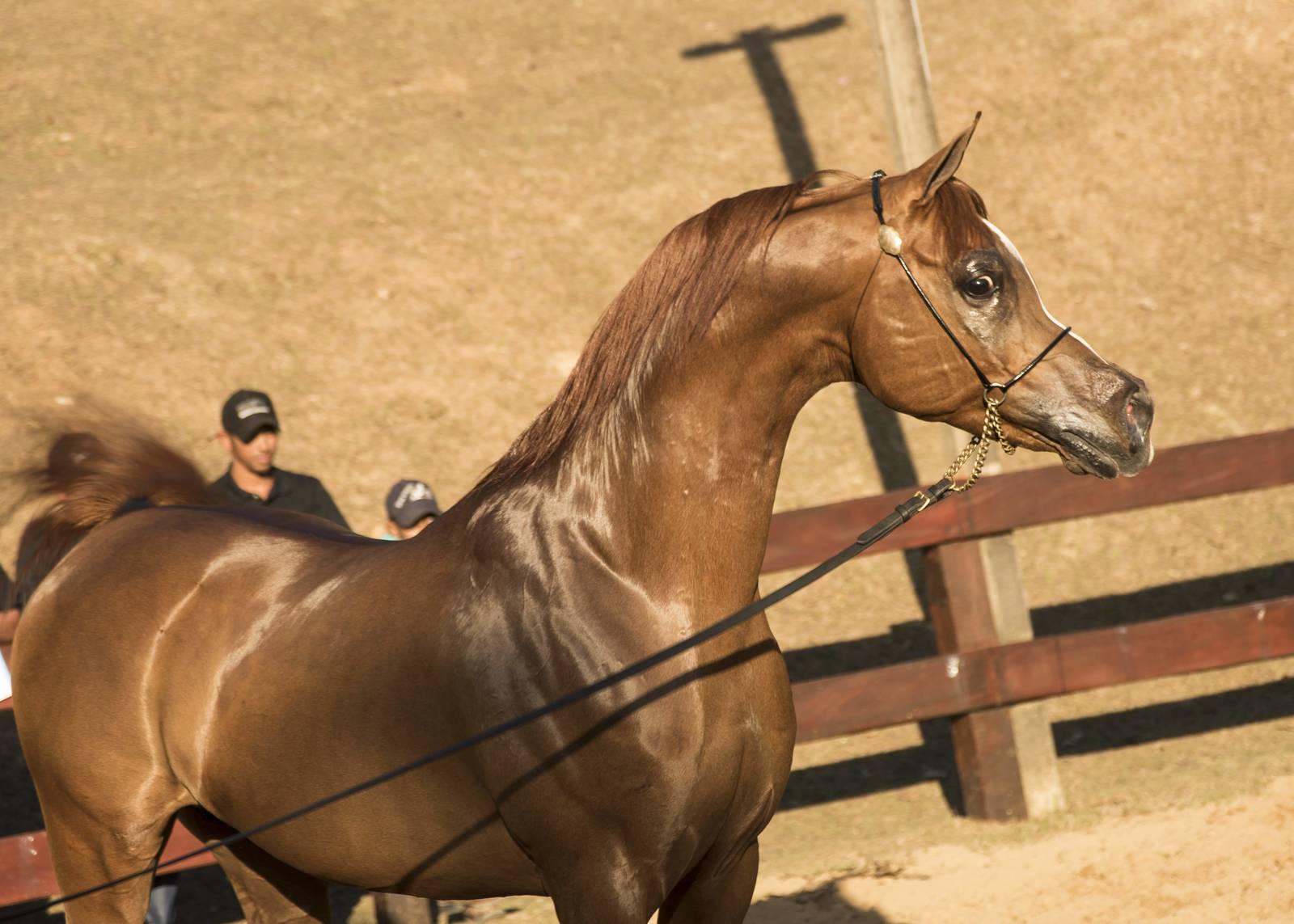 2018 Farm Tour - Horses