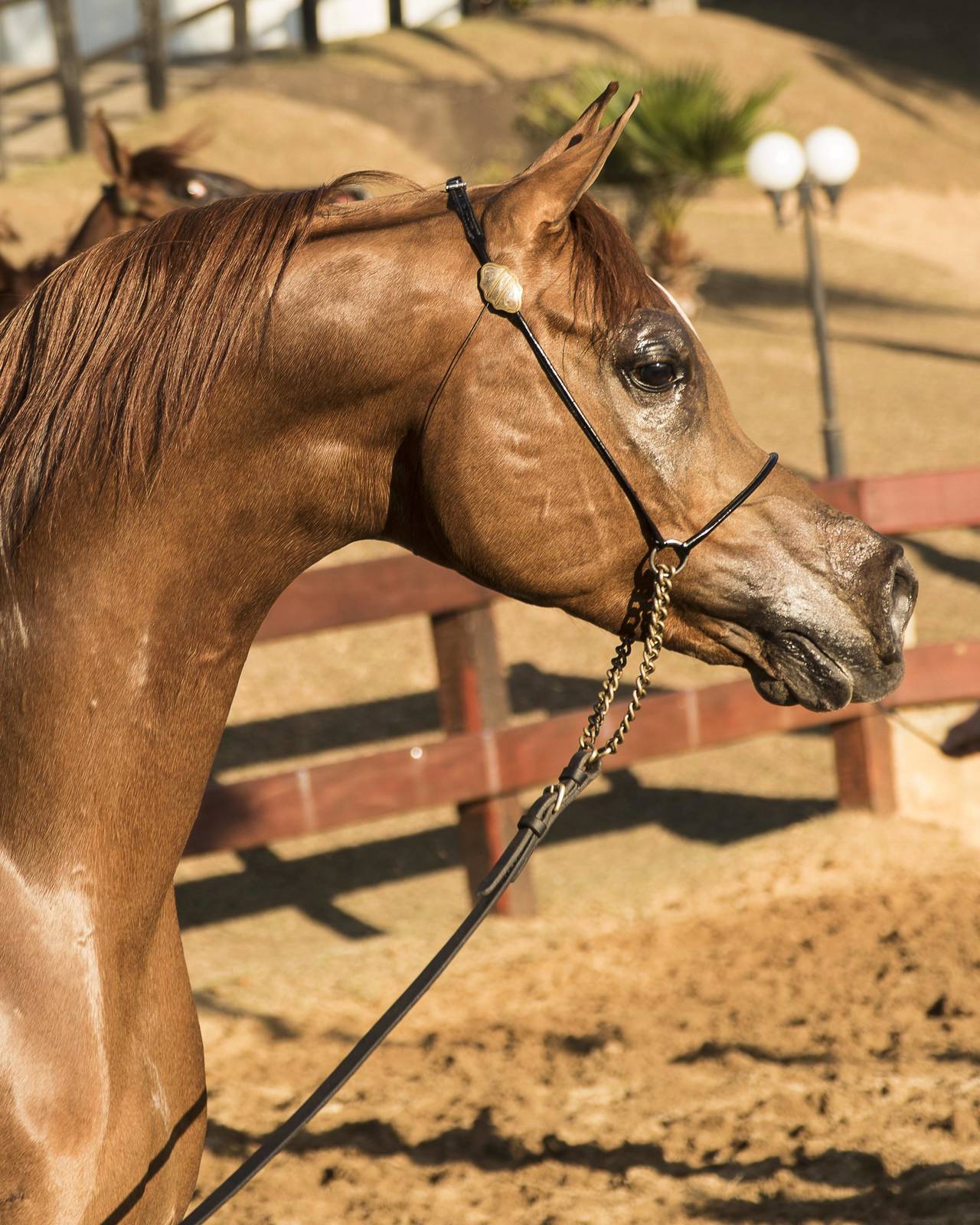 2018 Farm Tour - Horses