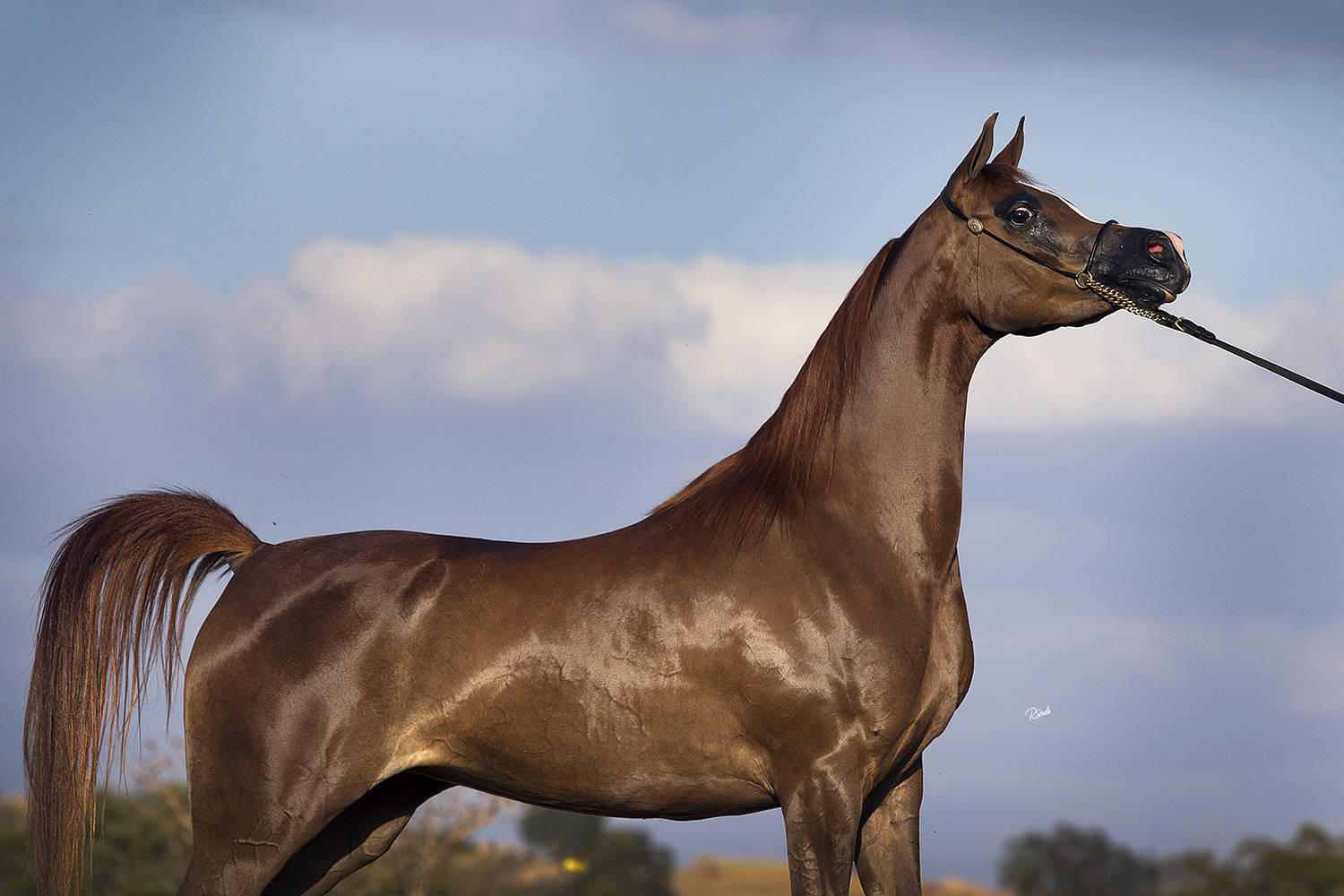 *VA EXOTIKA BY ALIJA