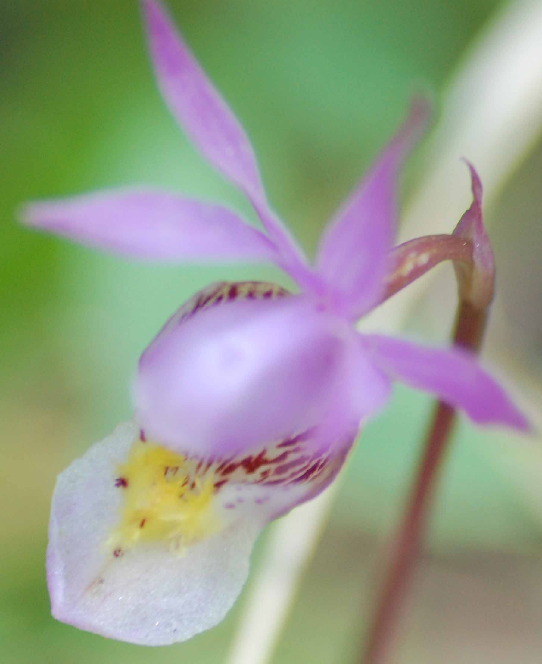 Originals_1584-calypsoorchid